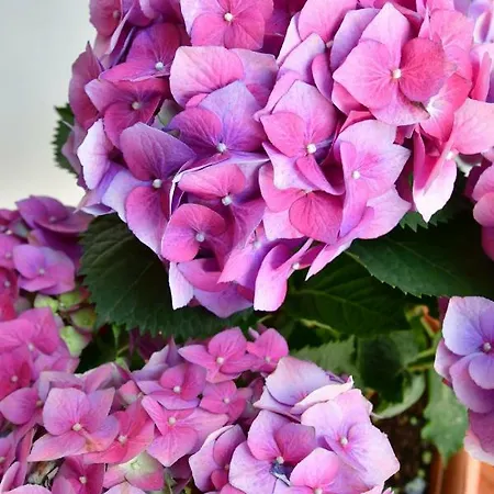 Il Centro Storico 別荘 *